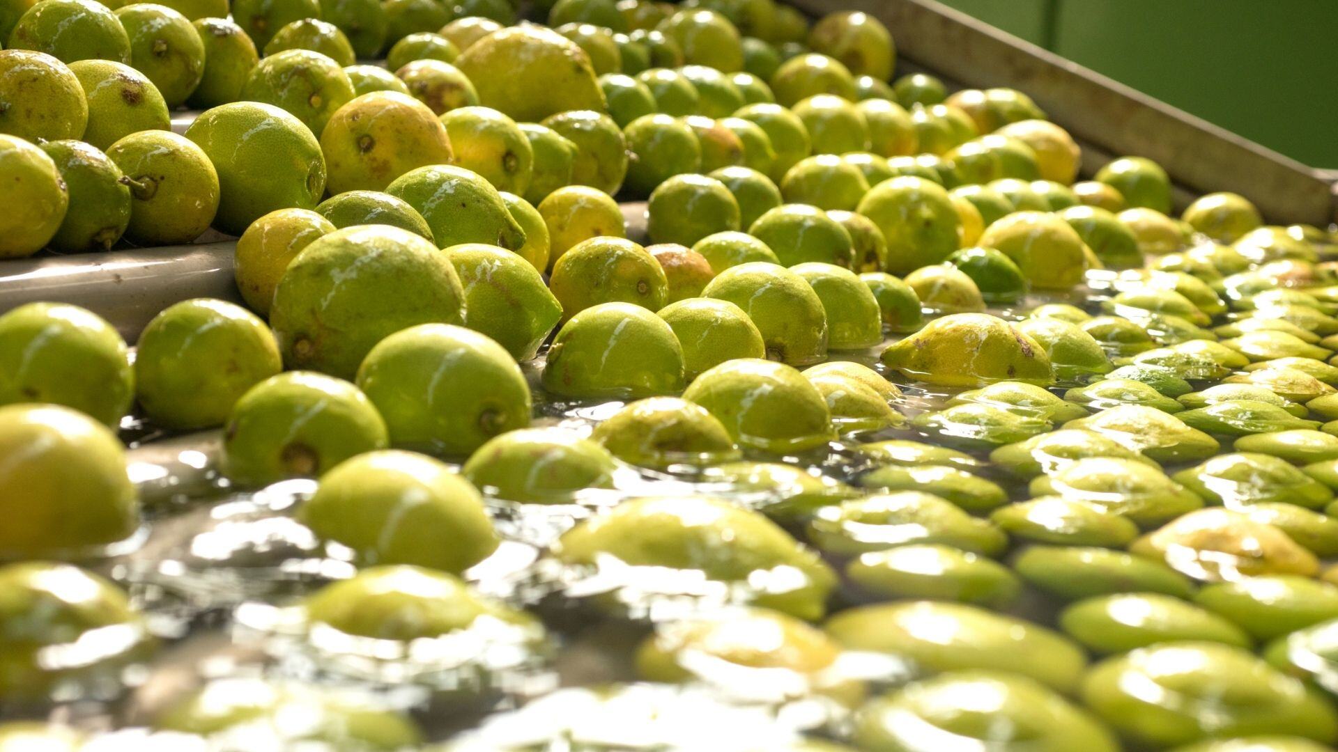 Desinfectante de Verduras: La Eficacia del Ácido Peracético en la Industria Alimentaria